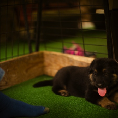 The fencing around the pen will be adjusted as the puppies grow The fencing around the pen will be adjusted as the puppies grow
